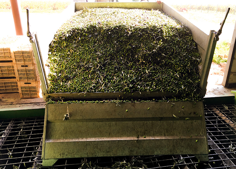 1 Tonne frisch geernter Picual Oliven bei der Anlieferung in der Ölmühle in Garriguella
