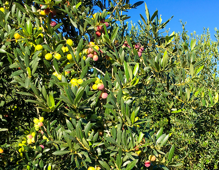 Bereit zur Frühpressung mit höchstem Polyphenolgehalt