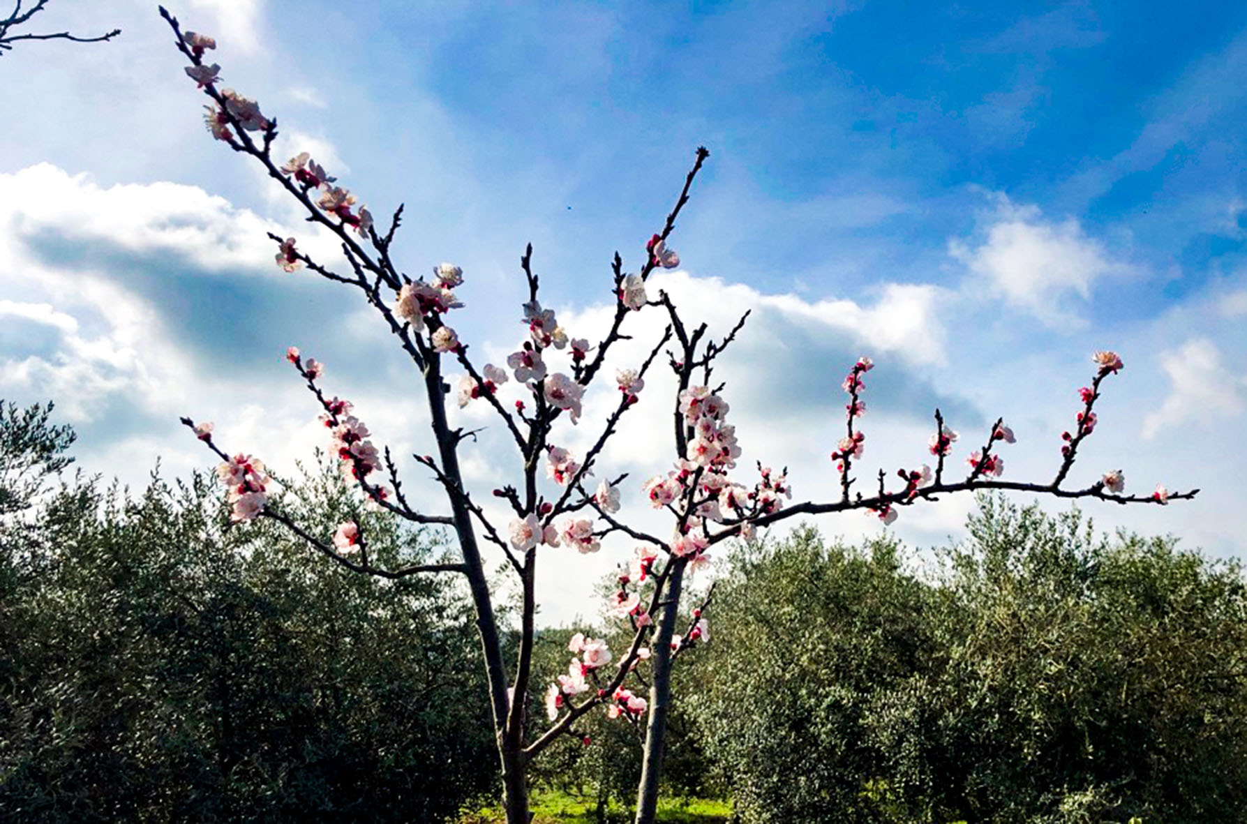 Mit der Aprikosenblüte kommt der Frühling