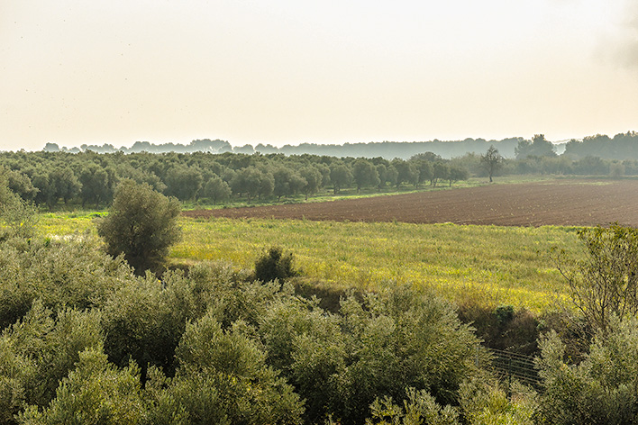 Und auch noch leichter Morgennebel über unserer Finca