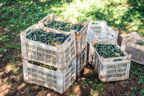 Frisch gerüttelte Oliven vor dem Transport zur Mühle