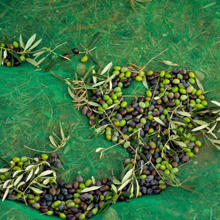 Viele Oliven sind noch grün, manche schon verfärbt. Das ist für uns der beste Erntezeitpunkt