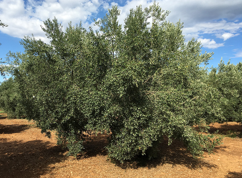 Gesunde Bäume - Gesunde Oliven - Höchste Qualität