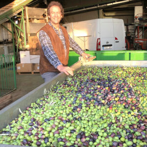 Unser Picualoliven warten auf die Pressung bei höchstem Polyphenolgehalt