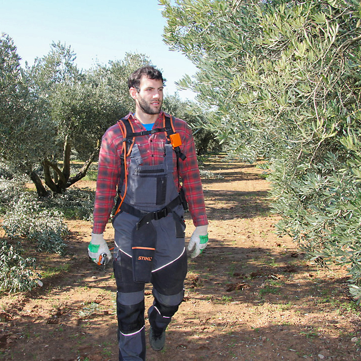 Mit dem Baumschnitt im Spätwinter beginnt die Pflege der Olivenbäume
