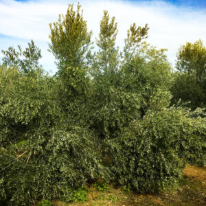 Unsere Picualoliven warten auf die Ernte